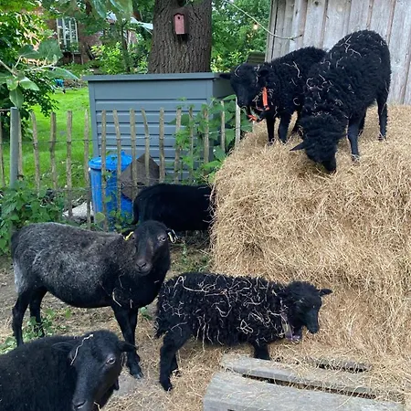 Warft Simmerdeis - 2 Im Eg Oldenswort